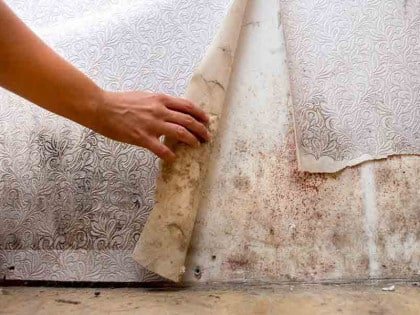 The Top Six Reasons You Need A Mold Test
