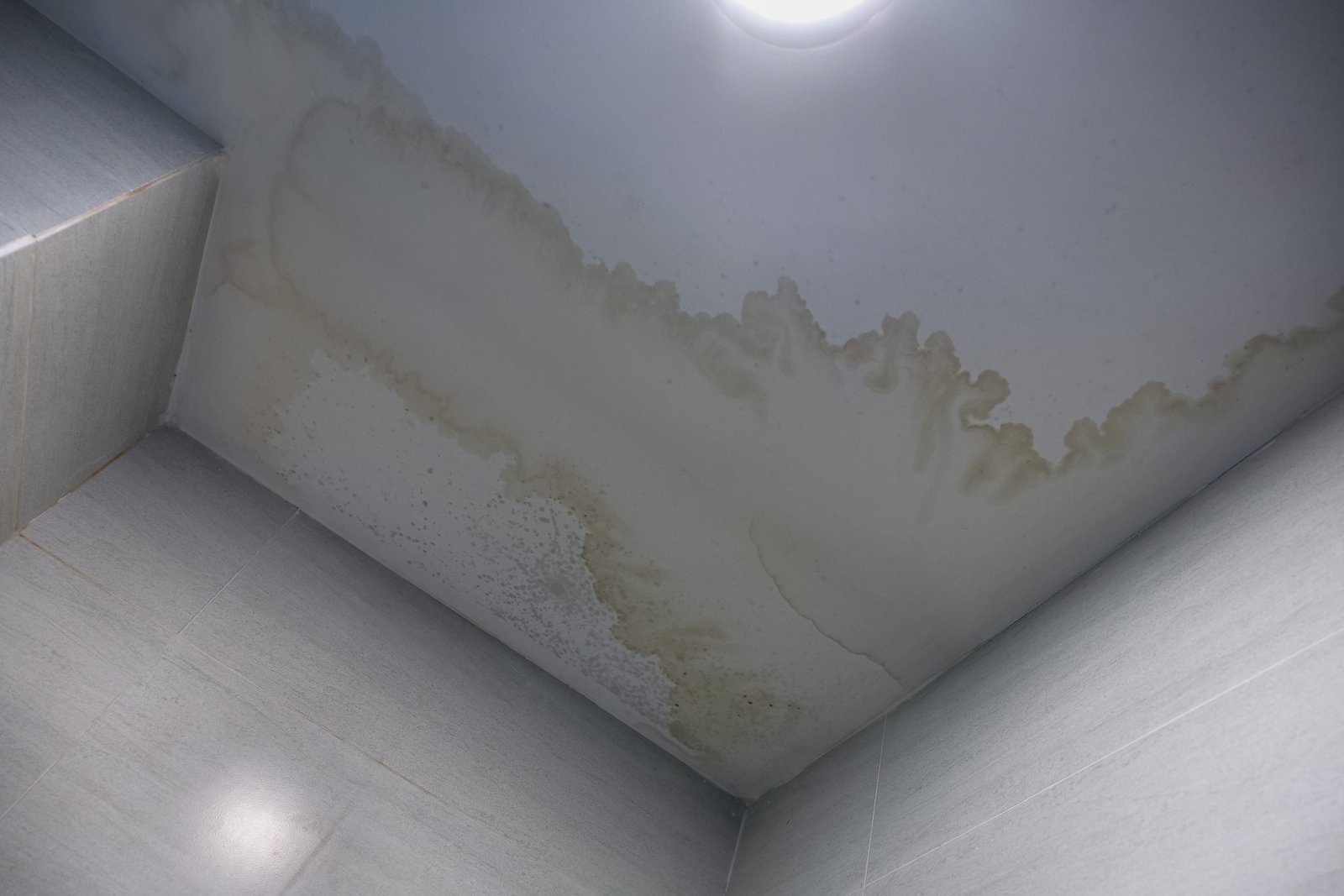 Mold restoration and mold remediation will be necessary at some point for all homeowners in Miami.